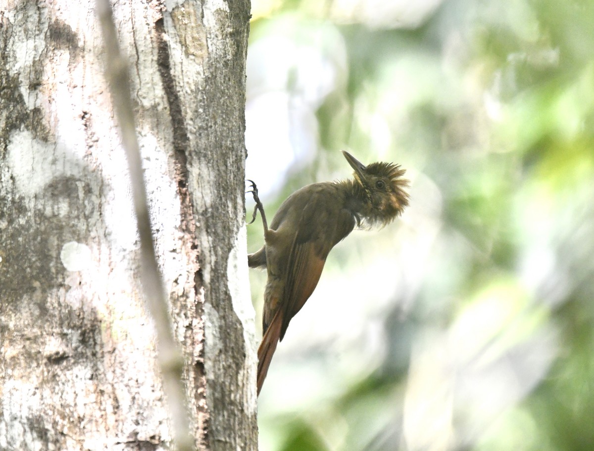 Tawny-winged Woodcreeper - ML635571417