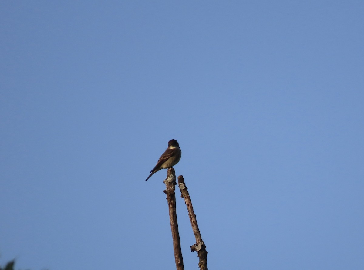 Olive-sided Flycatcher - ML635571420