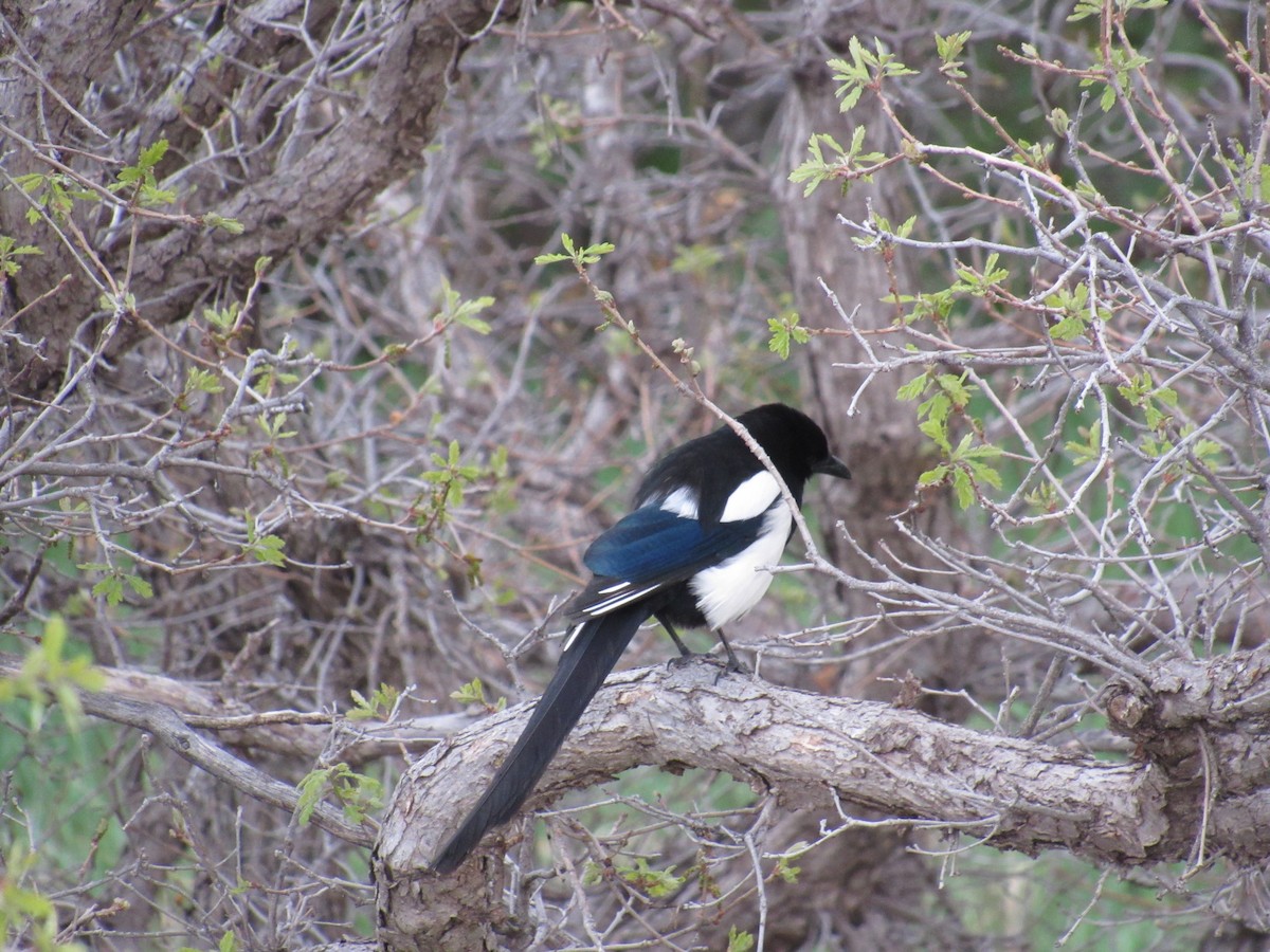 Black-billed Magpie - ML635571432