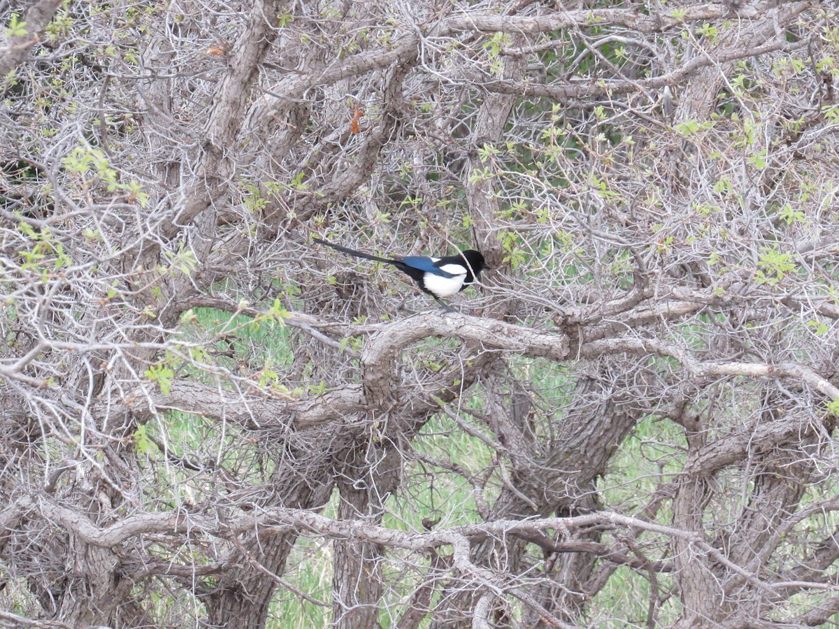 Black-billed Magpie - ML635571433