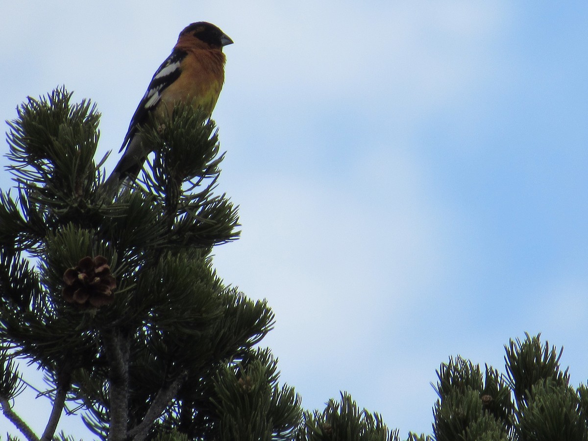 Black-headed Grosbeak - ML635571470