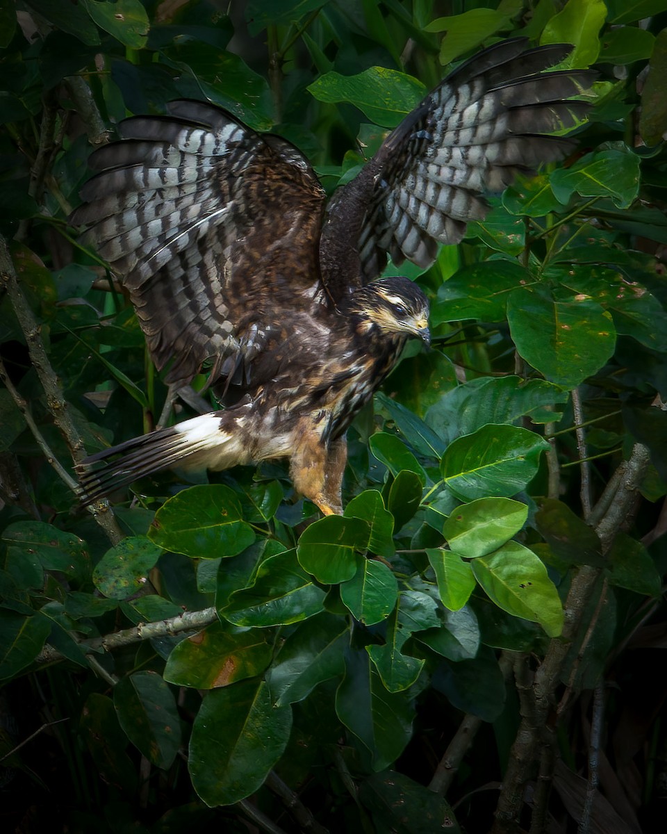 Snail Kite - ML635571478