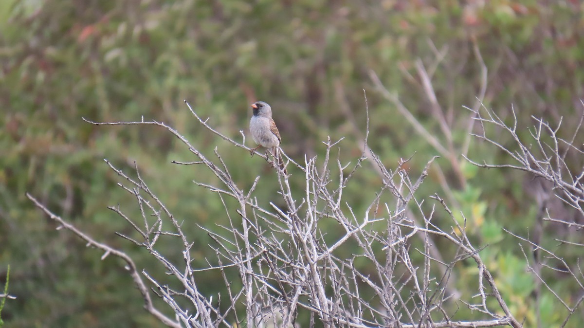 Black-chinned Sparrow - ML635571499