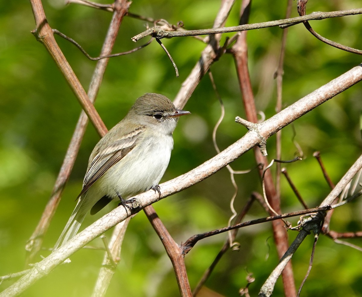 Least Flycatcher - ML635571506