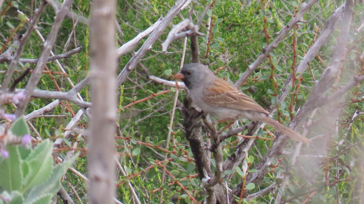 Black-chinned Sparrow - ML635571515
