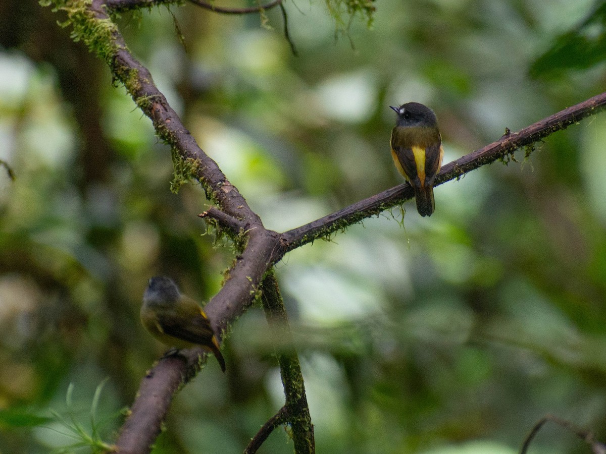Ornate Flycatcher - ML635571518