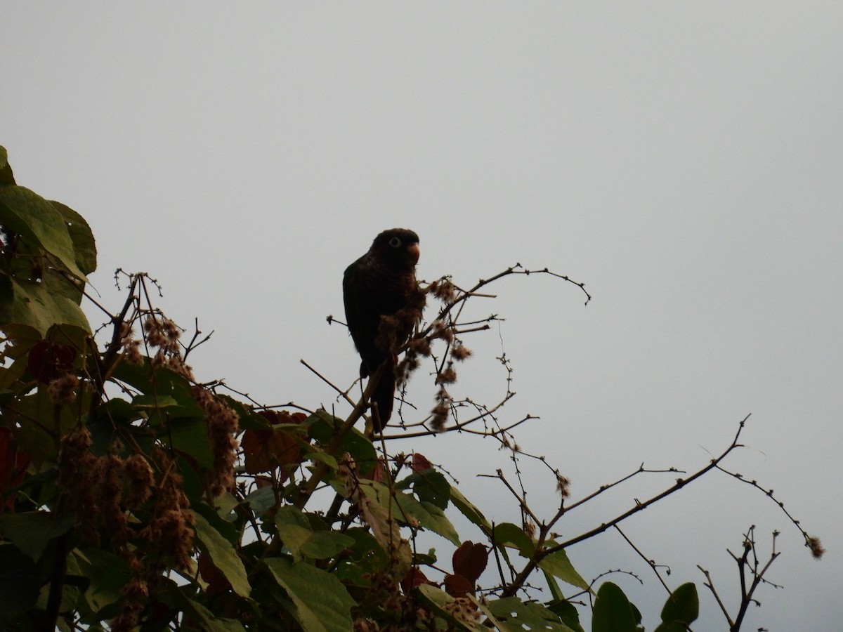 Brown-breasted Parakeet - ML635571535