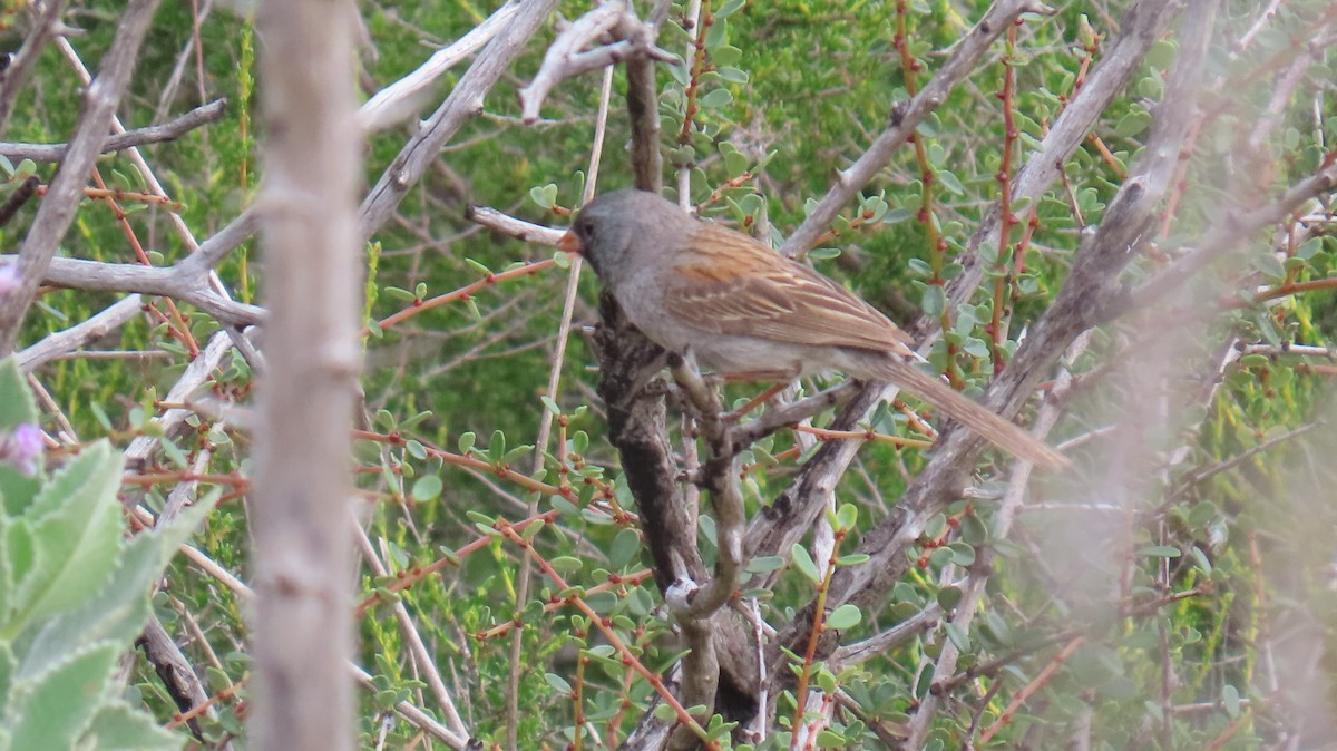 Black-chinned Sparrow - ML635571556