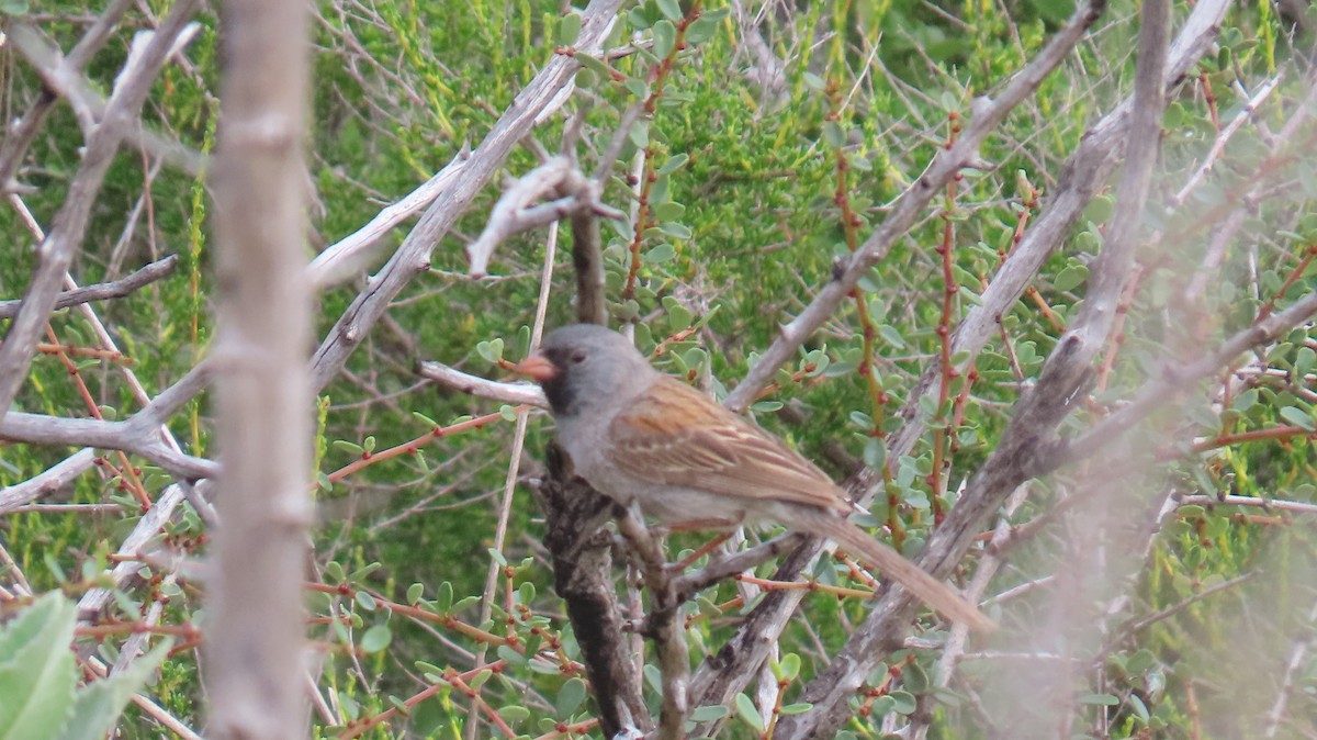 Black-chinned Sparrow - ML635571571
