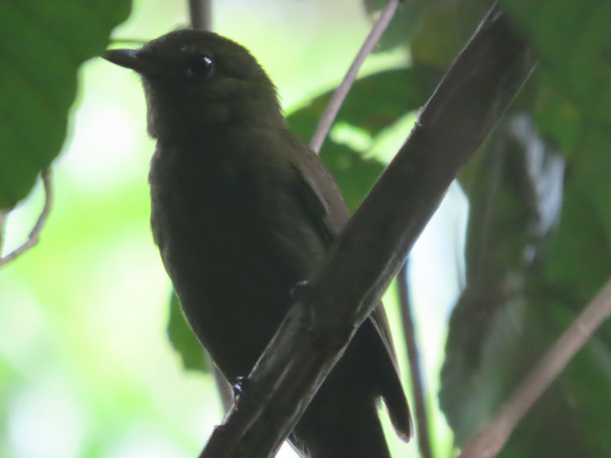 Northern Schiffornis - ML635571673