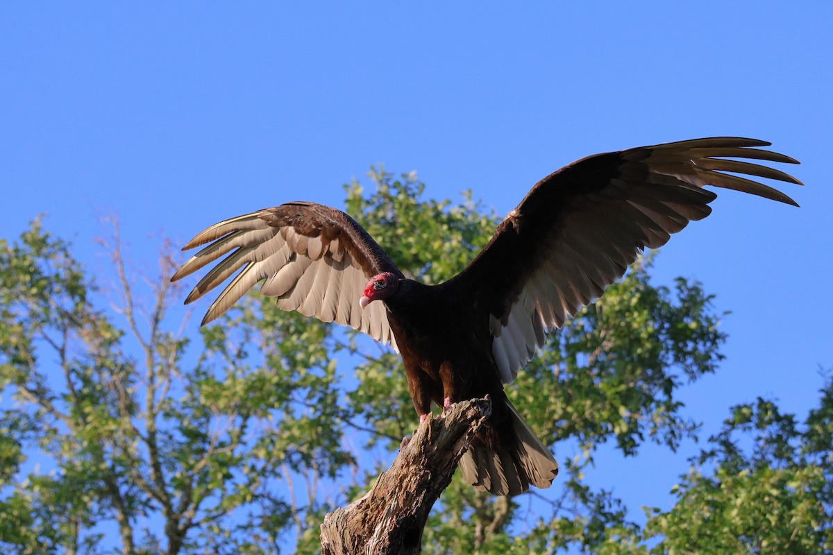 Turkey Vulture - ML635571720