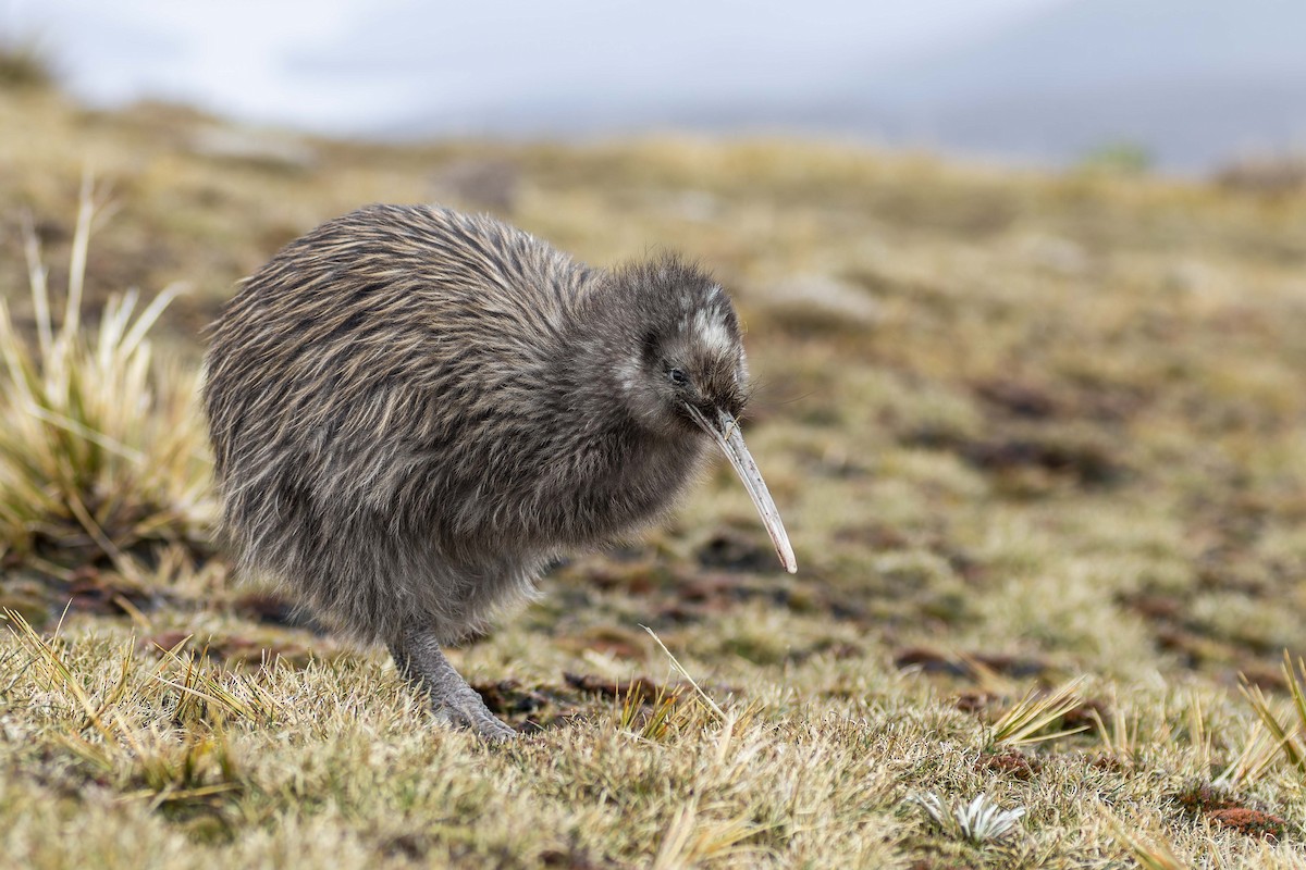Southern Brown Kiwi (Stewart I.) - ML635571759