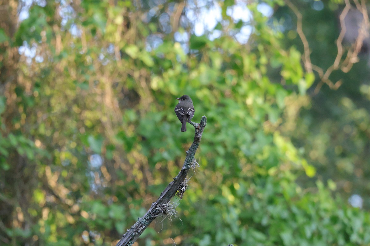 Eastern Wood-Pewee - ML635571769