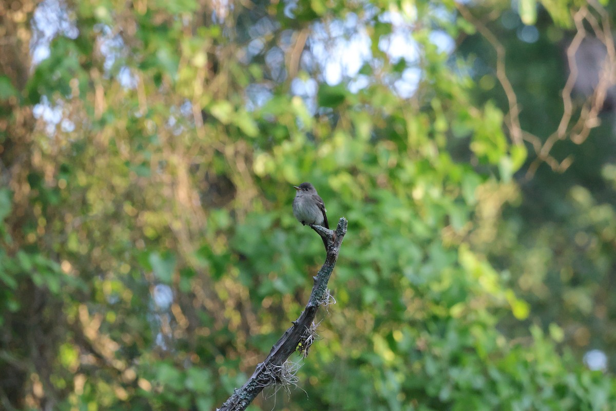 Eastern Wood-Pewee - ML635571770