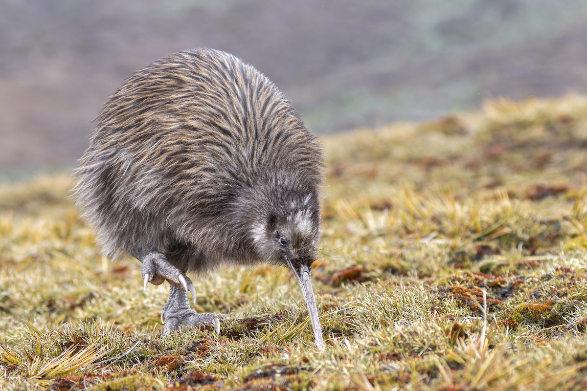 Southern Brown Kiwi (Stewart I.) - ML635571771