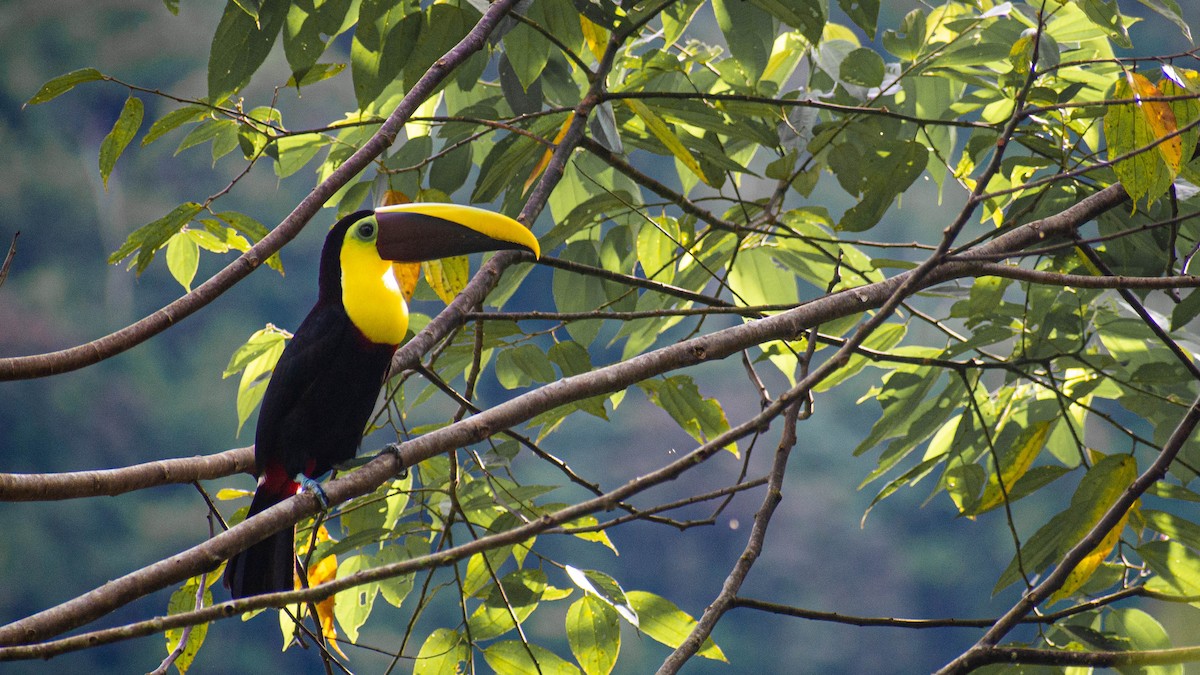Yellow-throated Toucan - ML635571853