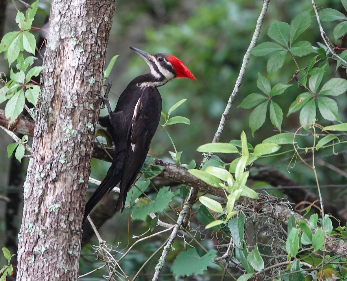 Pileated Woodpecker - ML635571859