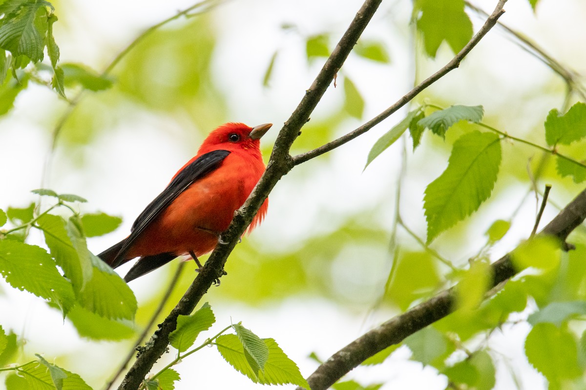 Scarlet Tanager - ML635571906