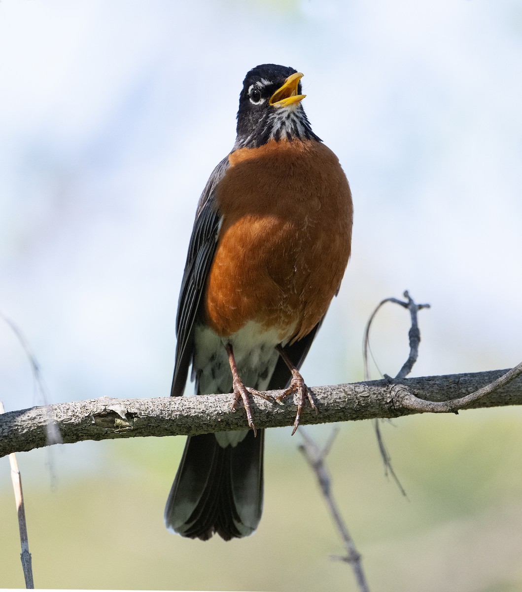 American Robin - ML635571930