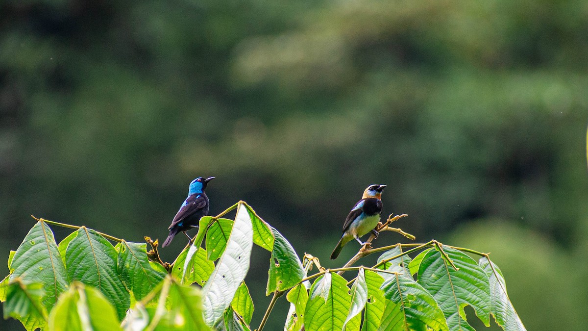 Scarlet-thighed Dacnis - ML635571950