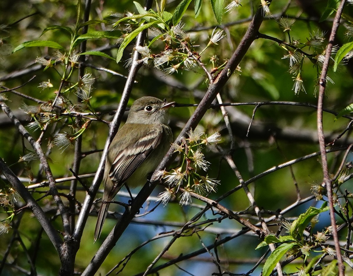 Least Flycatcher - ML635571981