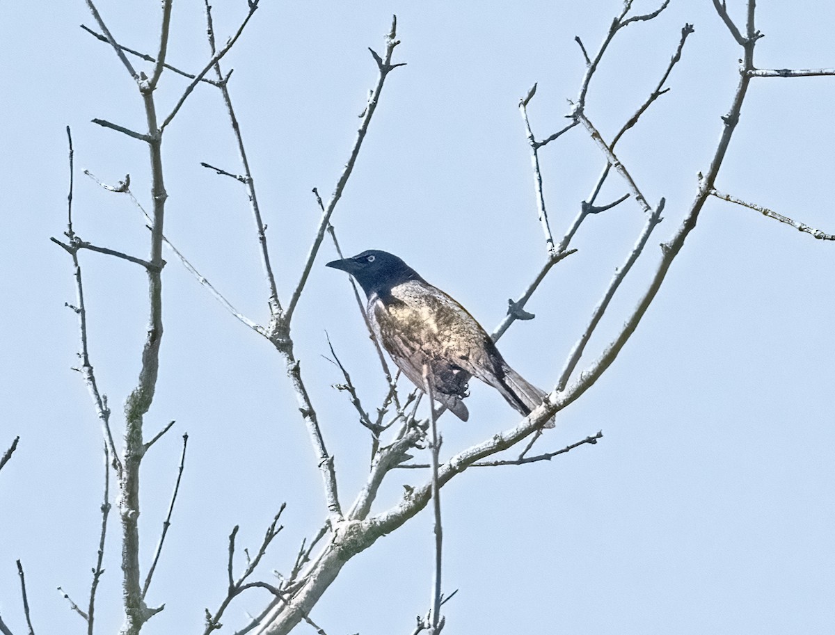 Common Grackle (Bronzed) - ML635572013