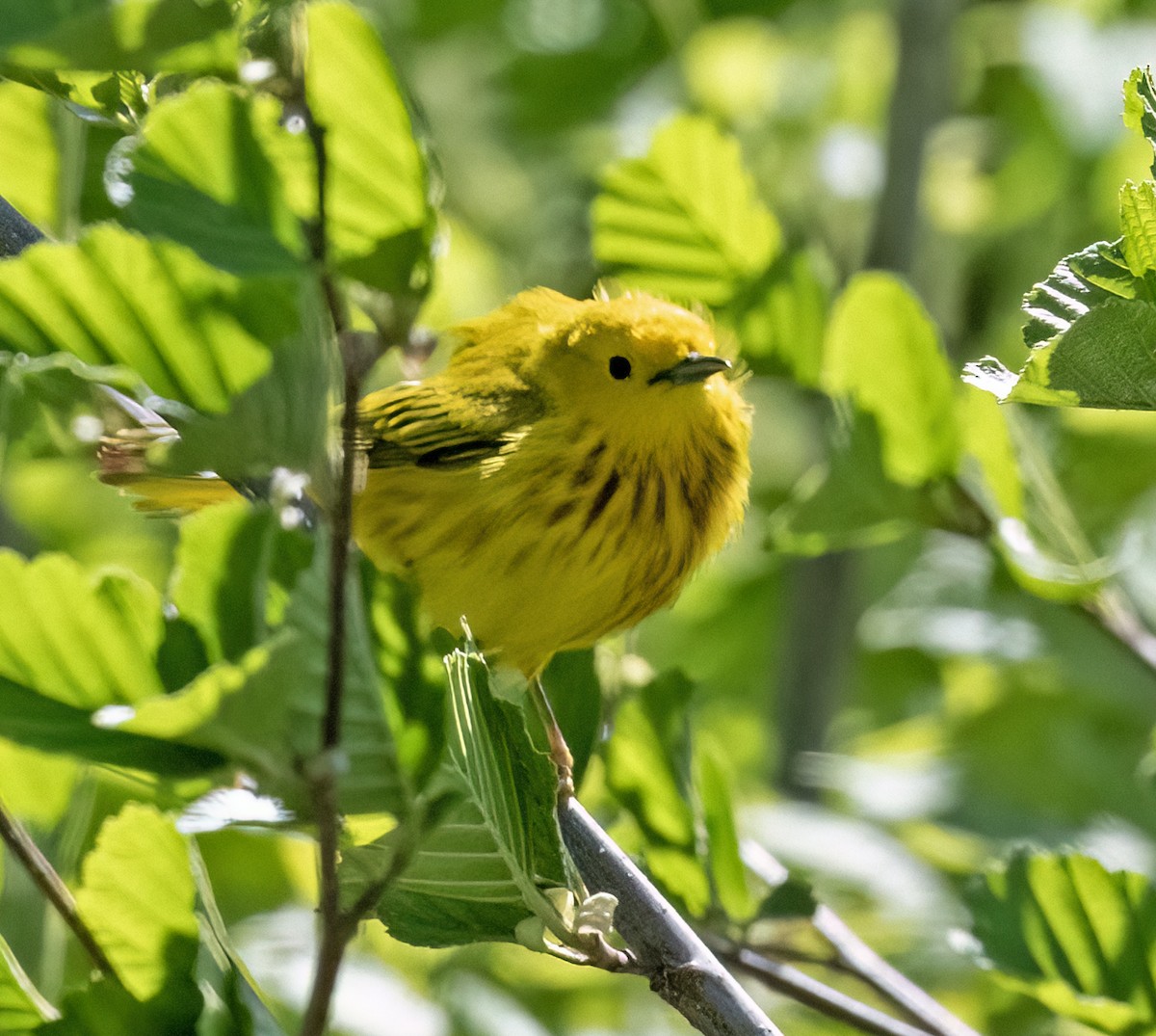 Yellow Warbler - ML635572049