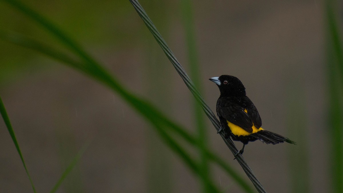 Flame-rumped Tanager - ML635572062