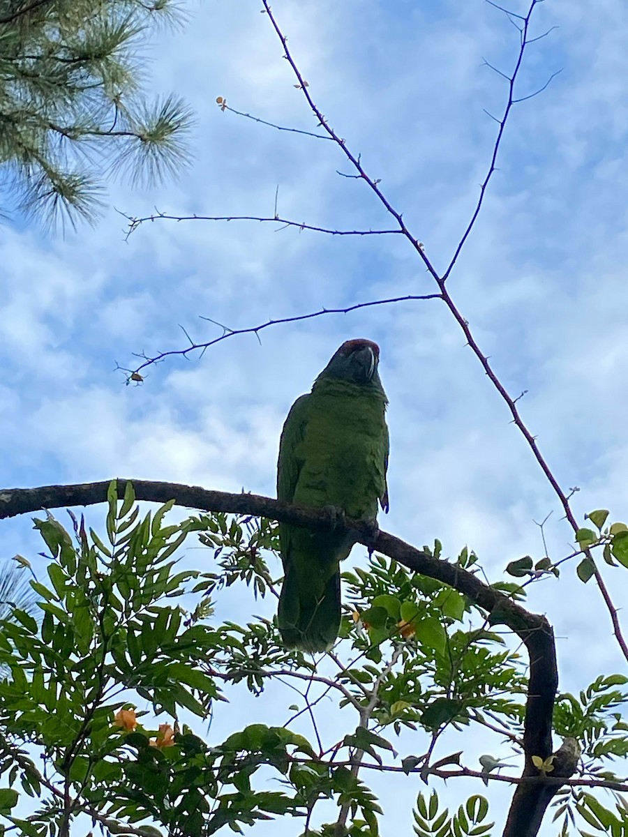 Festive Amazon - ML635572065