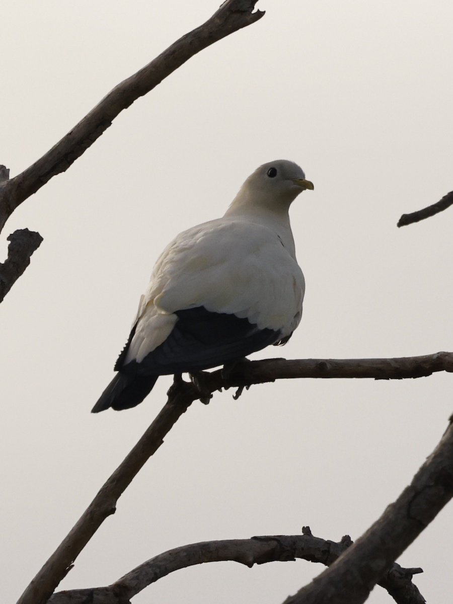 Akça Has Güvercin - ML635572066