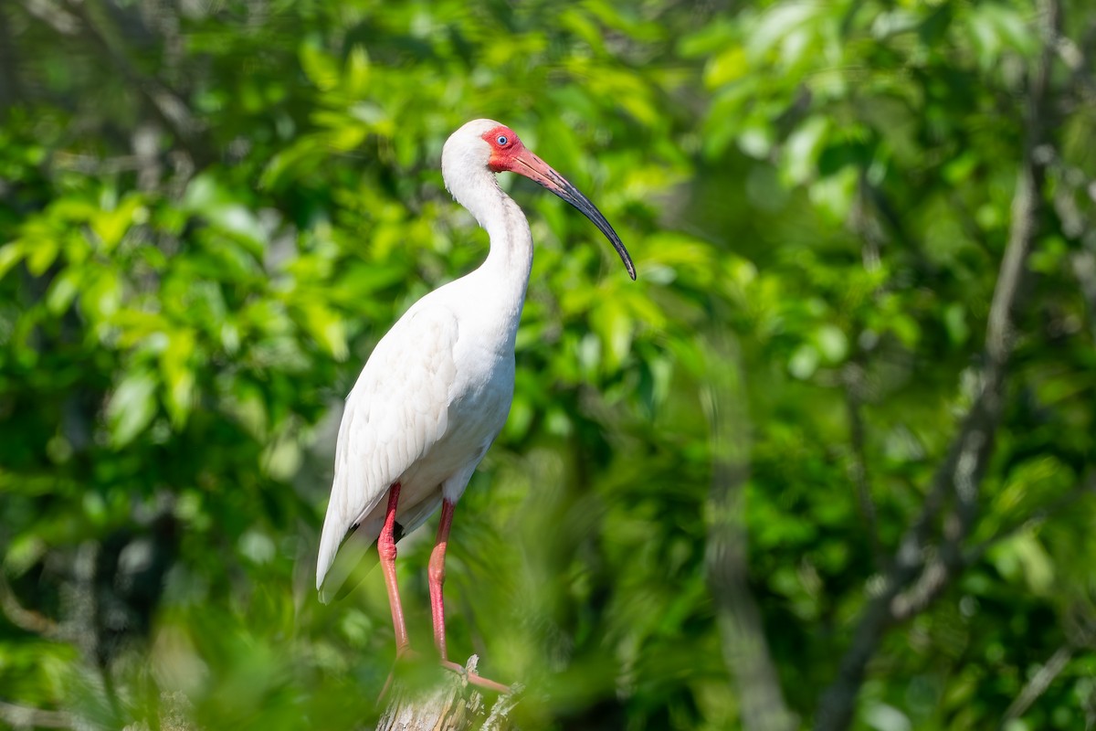 White Ibis - ML635572111