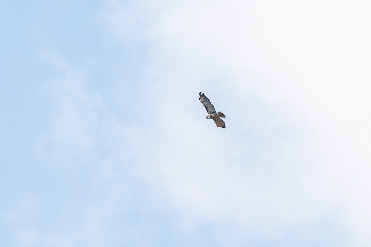 Rufous-tailed Hawk - ML635572112