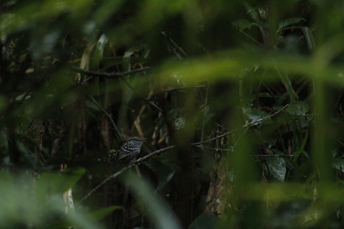 Scaled Antbird - ML635572125