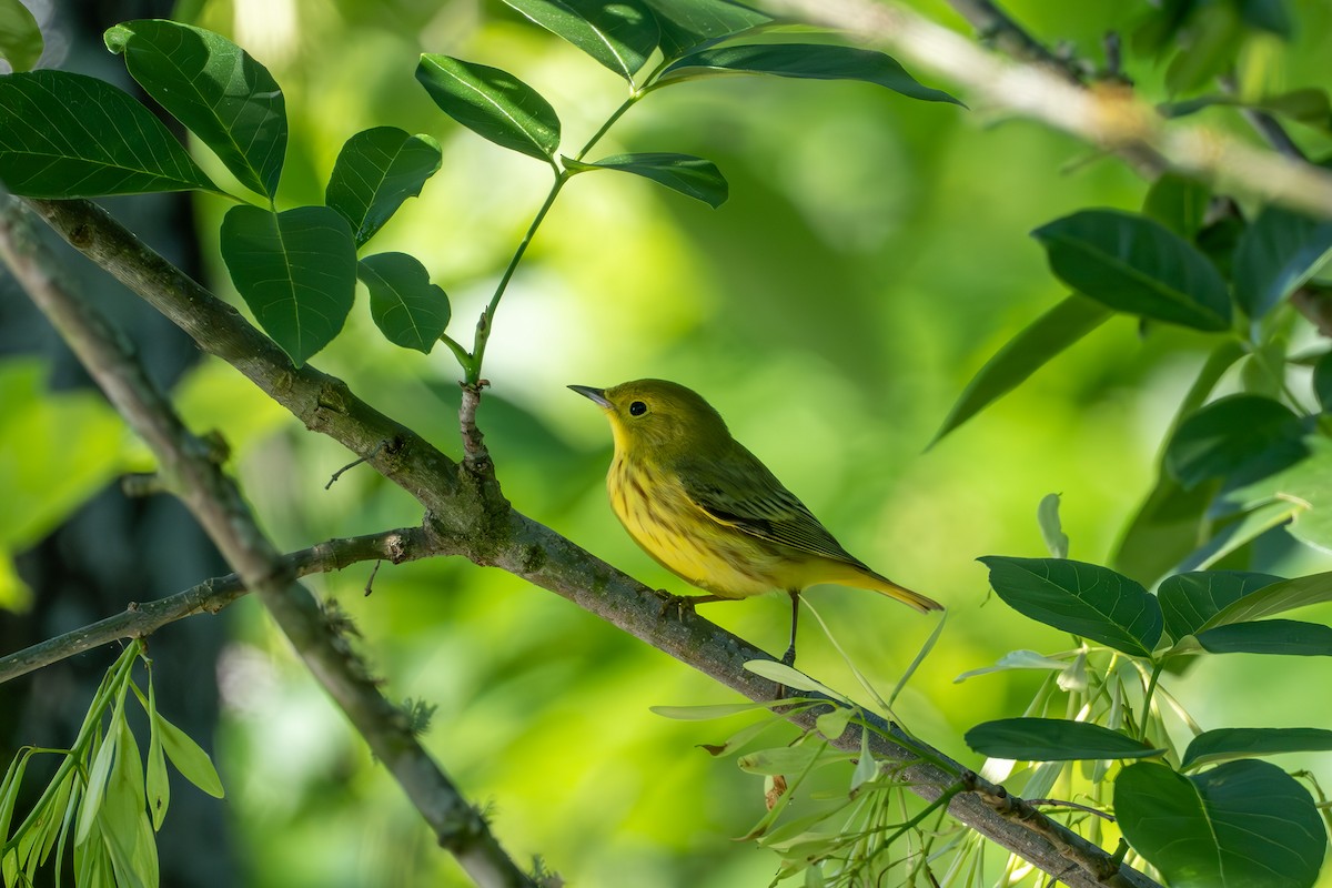 Northern Yellow Warbler - ML635572129