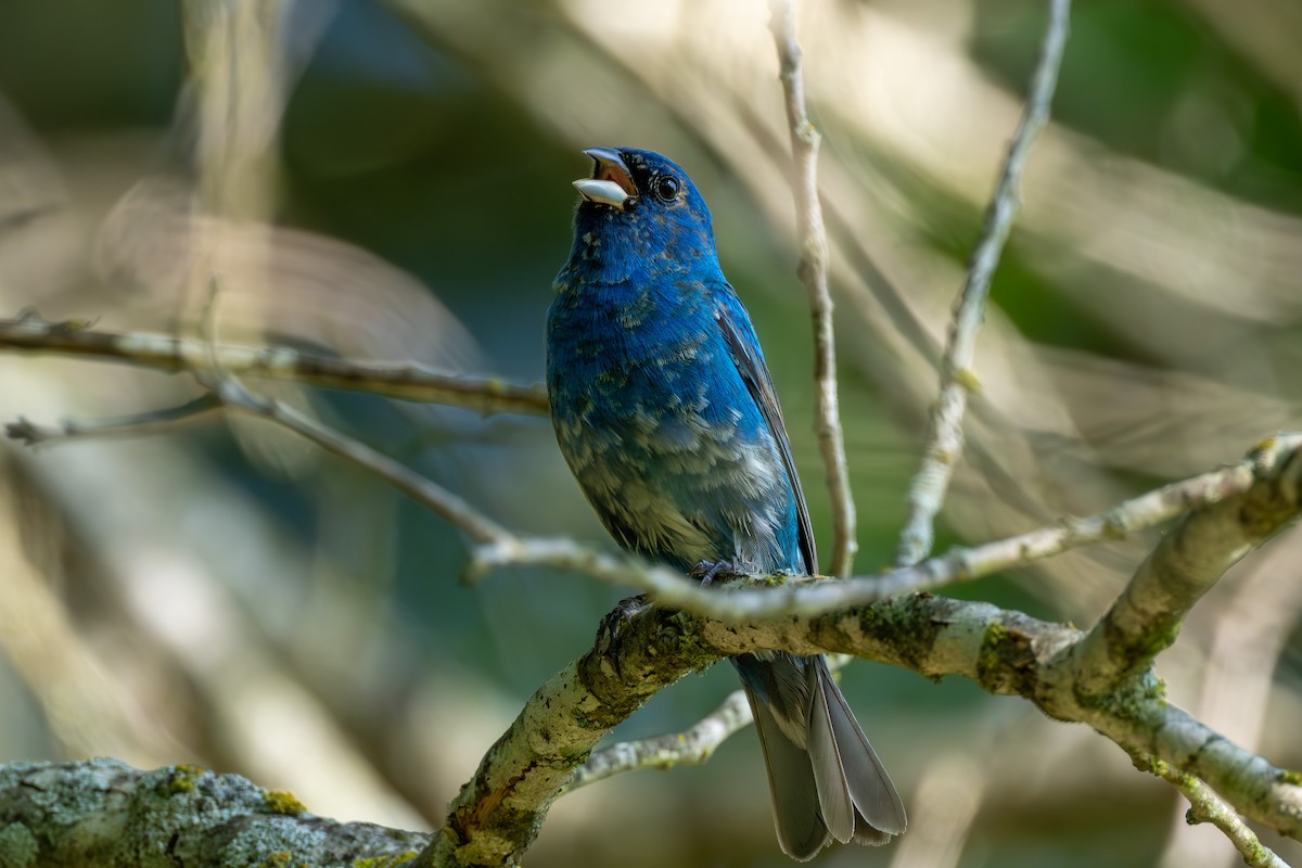 Indigo Bunting - ML635572137