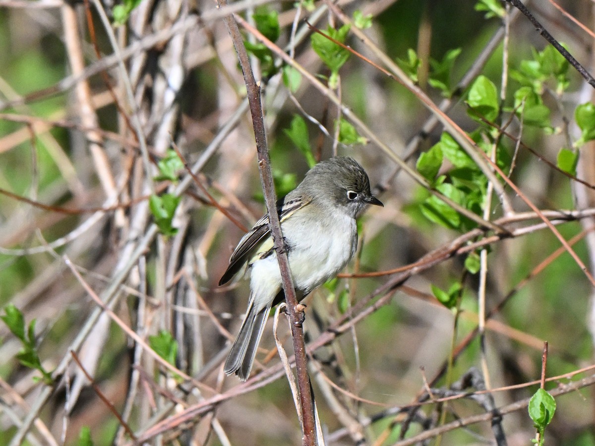 Least Flycatcher - ML635572161