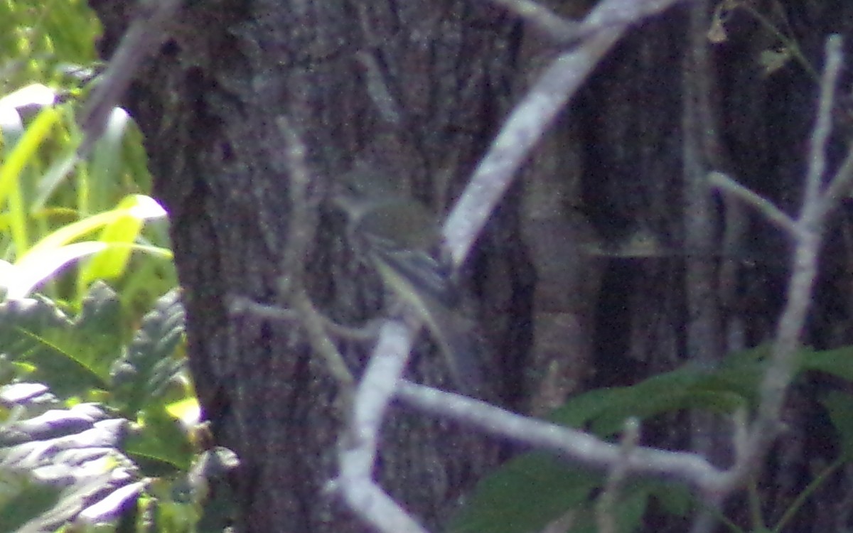 Least Flycatcher - ML635572165