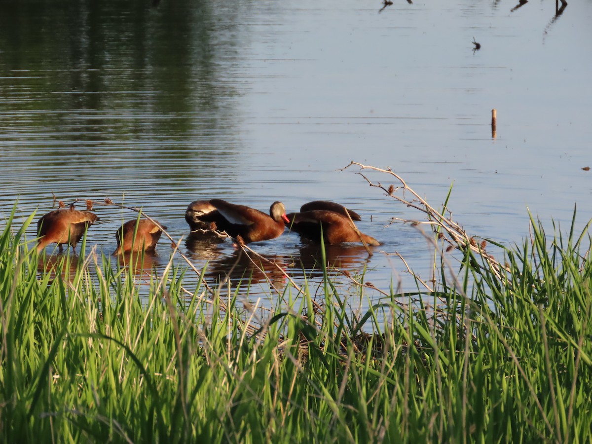 Black-bellied Whistling-Duck - ML635572188