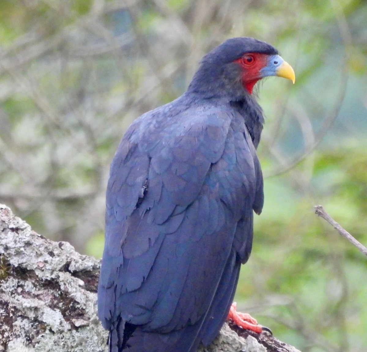 Caracara à gorge rouge - ML635572200