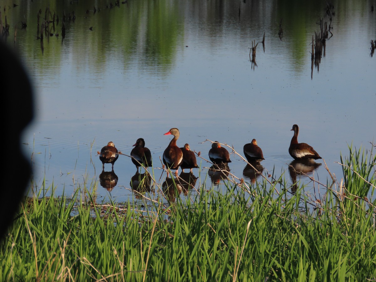 Black-bellied Whistling-Duck - ML635572201