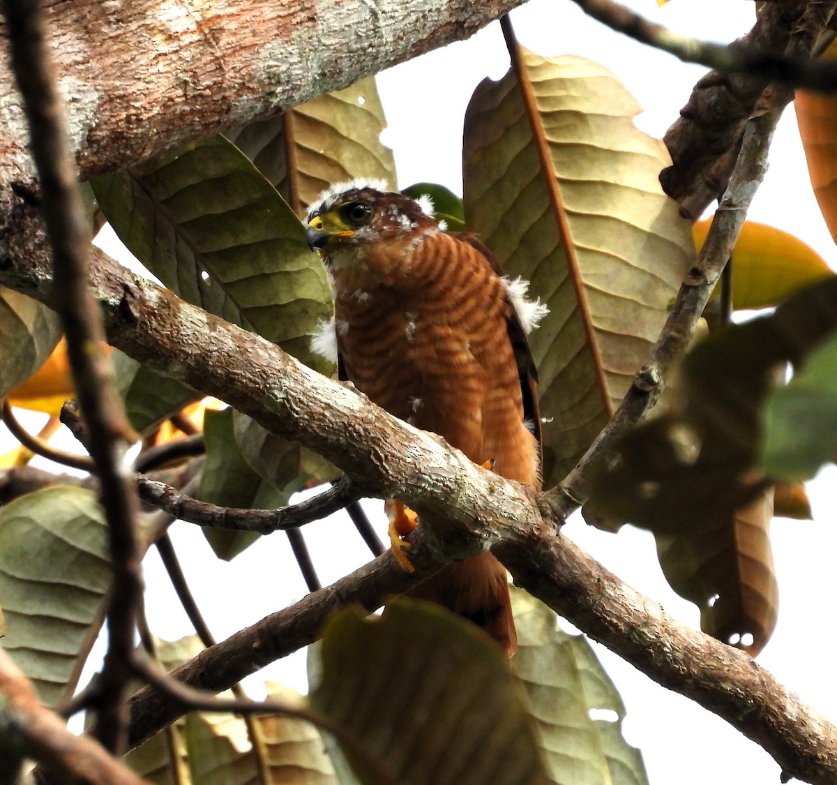 Tiny Hawk - ML635572226