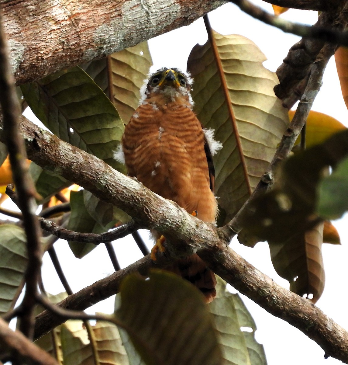 Tiny Hawk - ML635572227