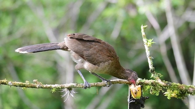 Ortalide à tête grise - ML635572266