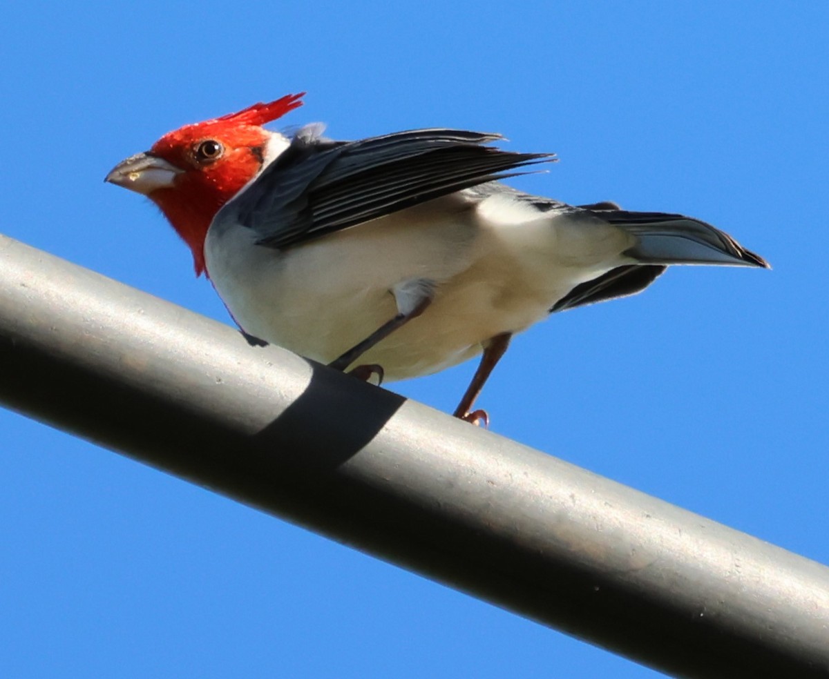 Red-crested Cardinal - ML635572279