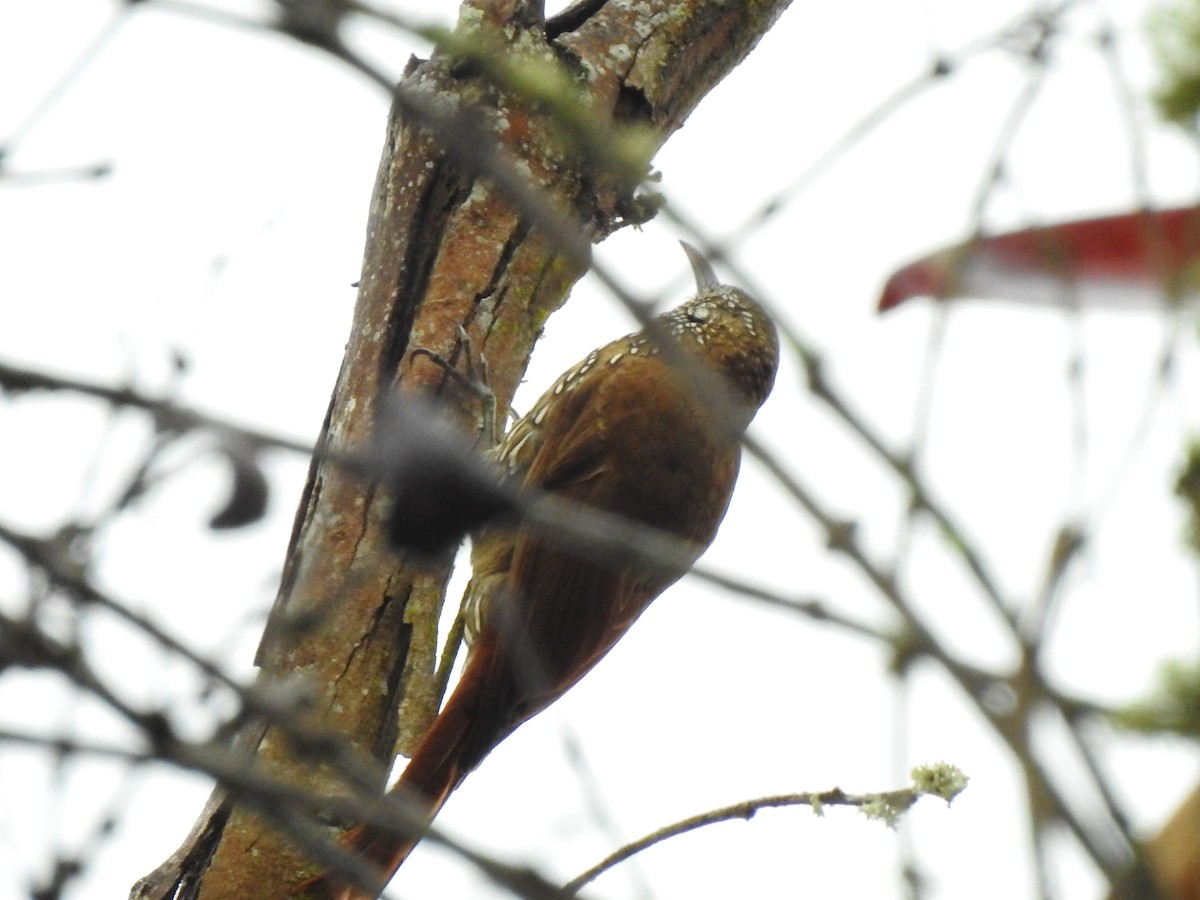 Olive-backed Woodcreeper - ML635572300
