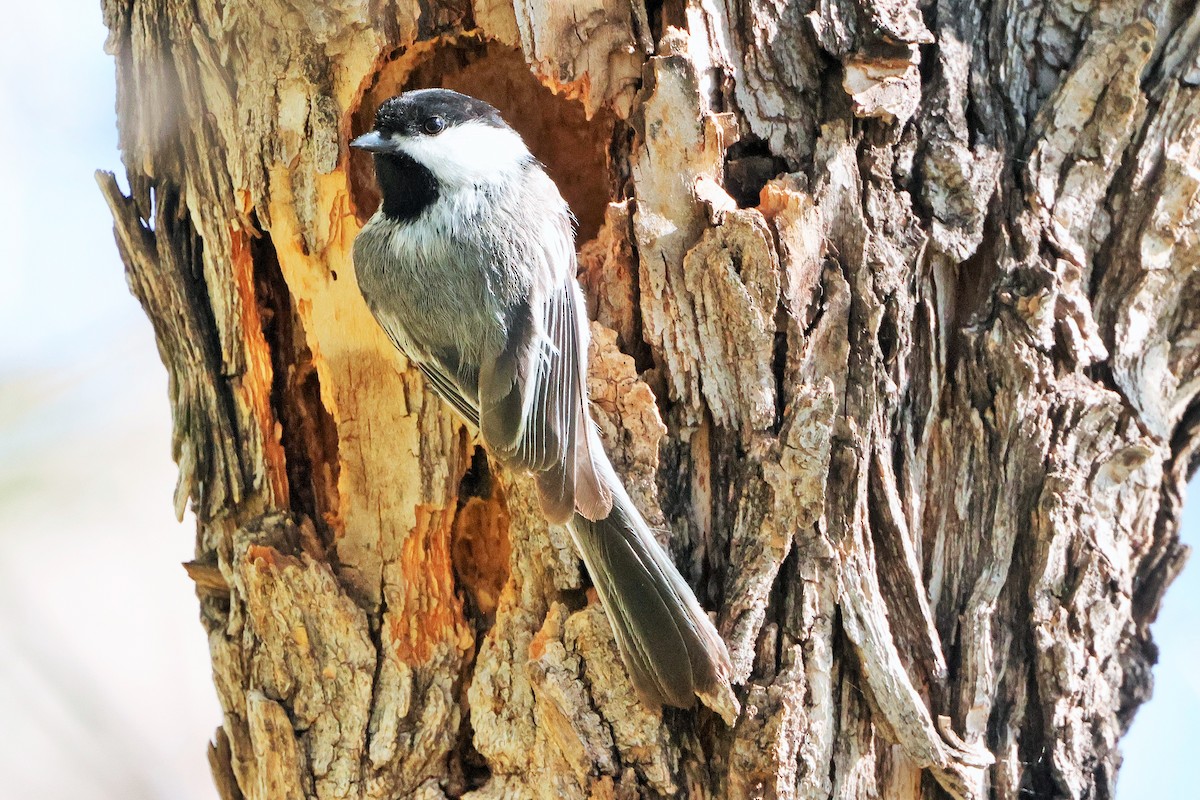 Black-capped Chickadee - ML635572410
