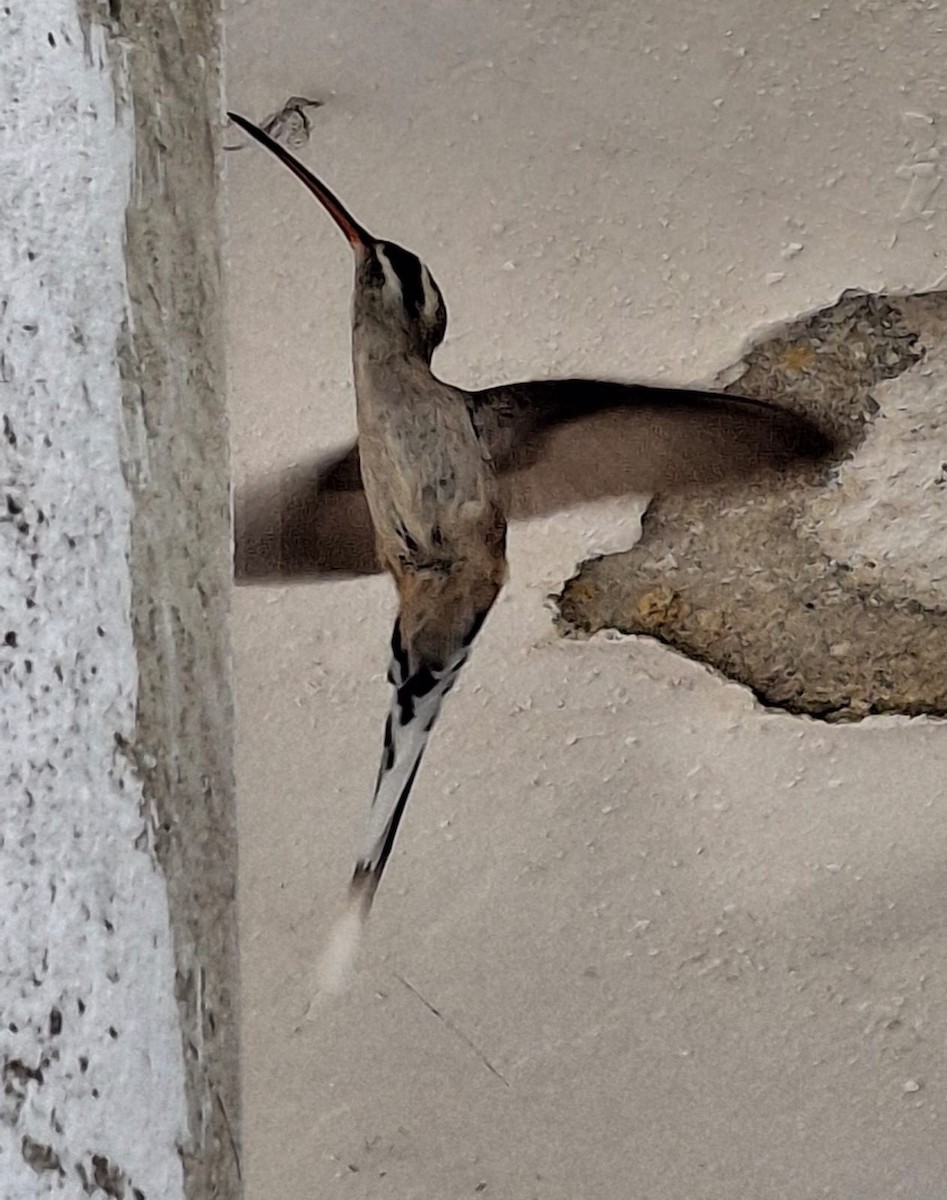 Sooty-capped Hermit - ML635572431