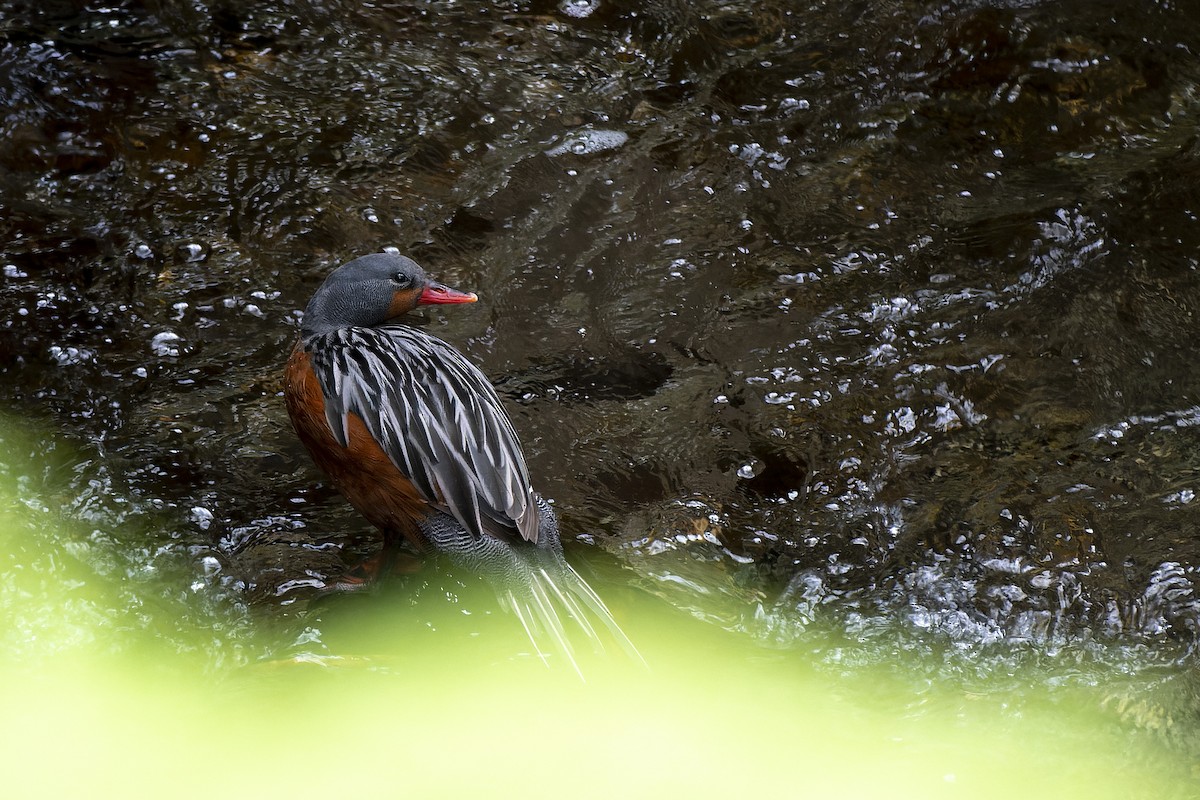 Torrent Duck - ML635572442