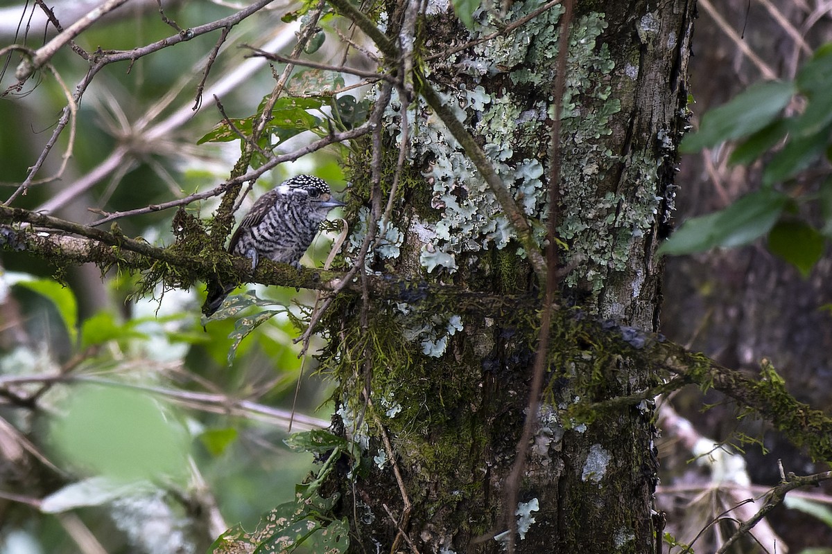 White-barred Piculet - ML635572459