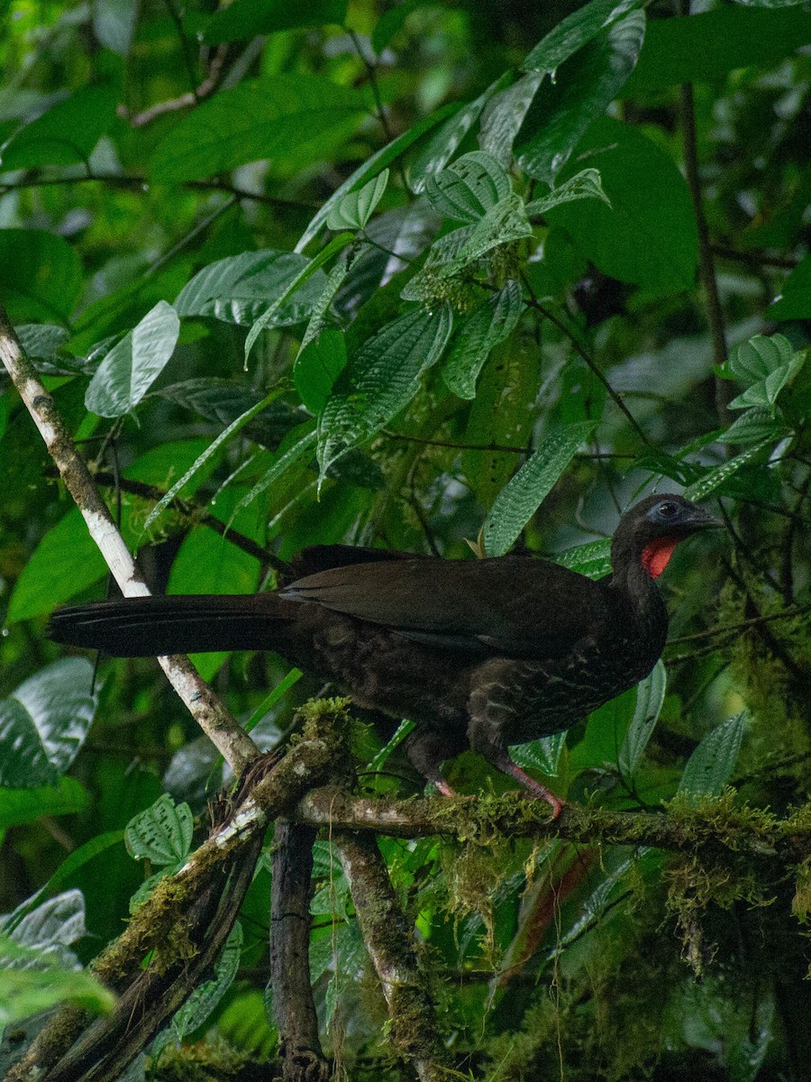 Baudo Guan - ML635572476